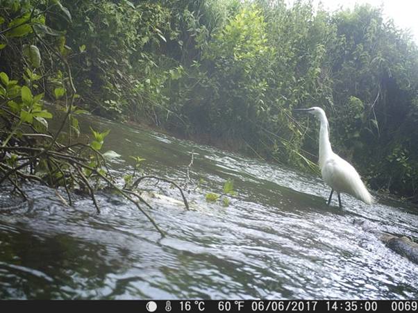 Egret on the River Bride